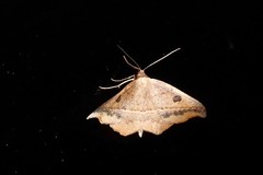 Sarisa muriferata