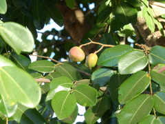 Copaifera langsdorffii