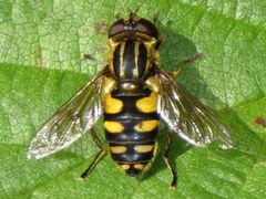 Helophilus obscurus
