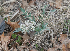 Vesper macrorhizus