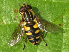 Helophilus obscurus
