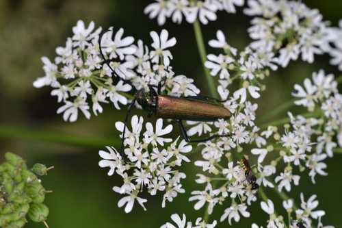 Aromia moschata