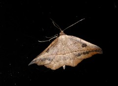 Sarisa muriferata