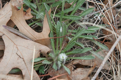 Plantago patagonica