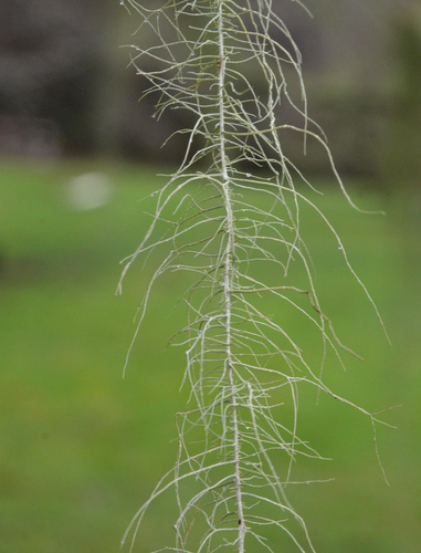 Methuselah's Beard Lichen