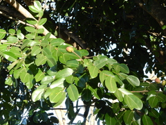 Copaifera langsdorffii