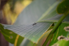 Camponotus singularis