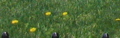 Taraxacum officinale