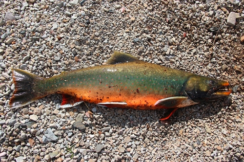 Dolly Varden