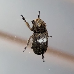 Toxonotus cornutus