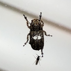 Toxonotus cornutus