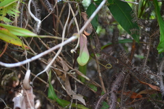 Nepenthes albomarginata