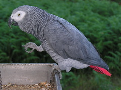 Grey Parrot photo 1