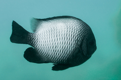 Hawaiian Dascyllus photo 5
