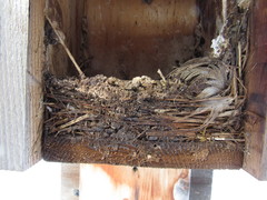 Tachycineta bicolor