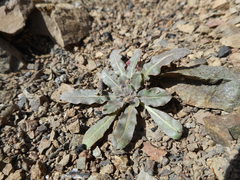 Camissoniopsis hirtella