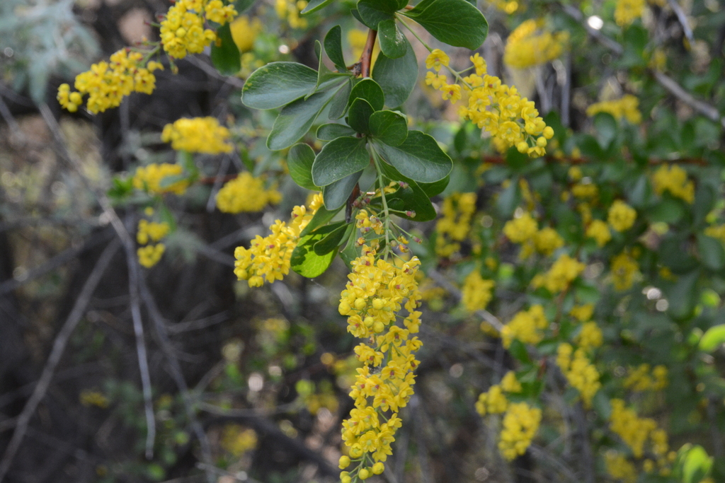 Illustration de Berberis vulgaris L.