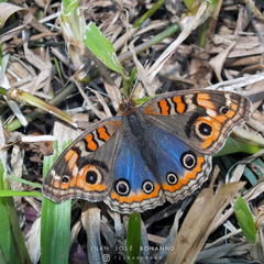 Junonia genoveva hilaris
