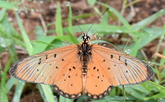 Acraea oncaea