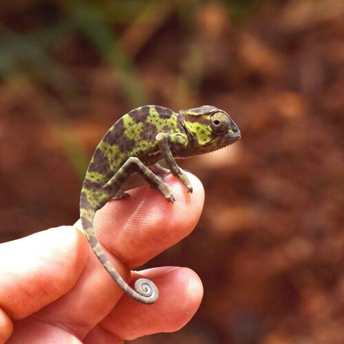 Chamaeleo gracilis gracilis