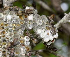 Ropalidia nigrofemorata