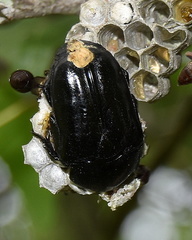 Oplostomus fuligineus