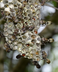 Ropalidia nigrofemorata