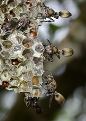 Ropalidia nigrofemorata