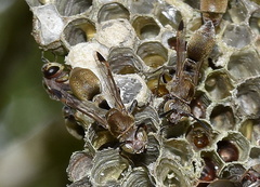 Ropalidia nigrofemorata