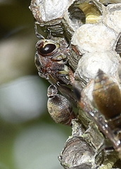 Ropalidia nigrofemorata