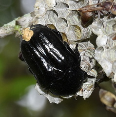 Oplostomus fuligineus