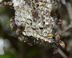 Ropalidia nigrofemorata