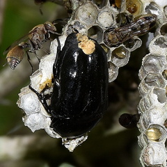 Oplostomus fuligineus