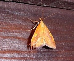 Mnesictena flavidalis