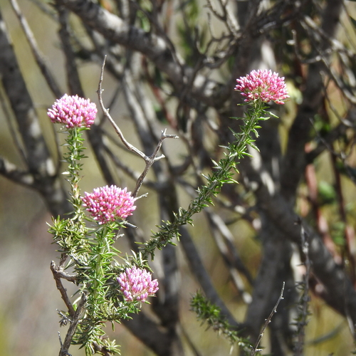 Image of Metalasia fastigiata by (c) Noeleen du Toit, some rights reserved (CC BY-SA)