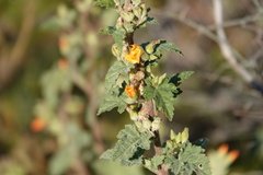 Sphaeralcea coulteri