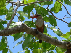 Halcyon leucocephala