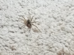 Rabidosa rabida