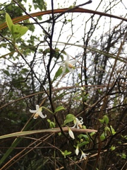 Styrax matsumuraei