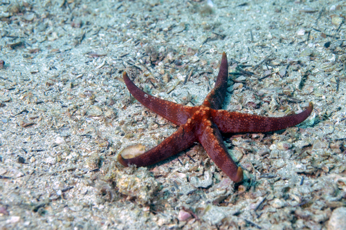 Narcissia trigonaria, 2020-10-17