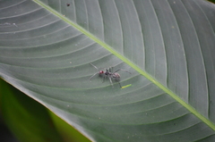 Camponotus singularis