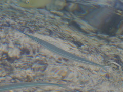 Platybelone argalus