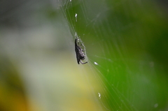 Gasteracantha diardi