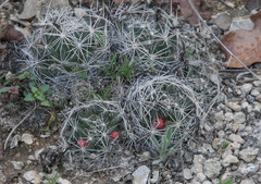 Escobaria missouriensis