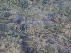 Platybelone argalus