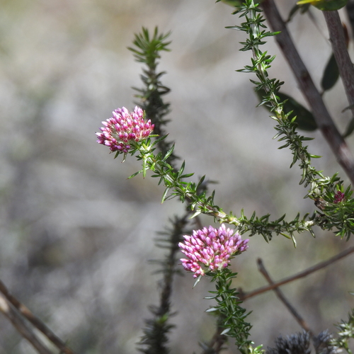 Image of Metalasia fastigiata by (c) Noeleen du Toit, some rights reserved (CC BY-SA)
