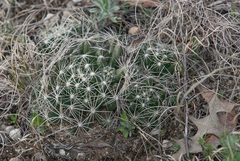 Escobaria missouriensis