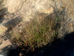 Muhlenbergia microsperma