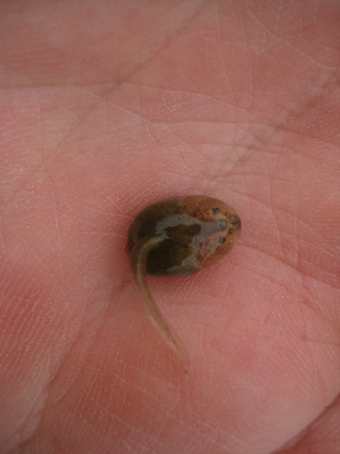 Western Spadefoot (Spea hammondii), a species recorded in California