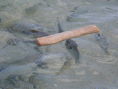 Sarotherodon melanotheron